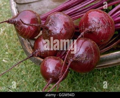 Beetroot - F1 `Red Ace'   VEG063526 Stock Photo